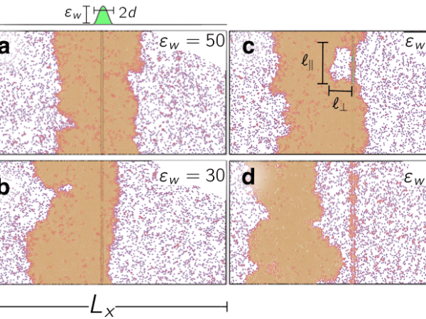 Wetting Transition of Active Brownian Particles on a Thin&nbsp;Membrane
