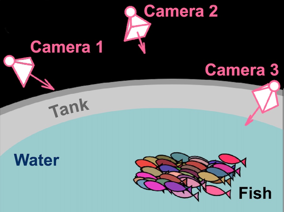 Collective behaviour changes with&nbsp;age